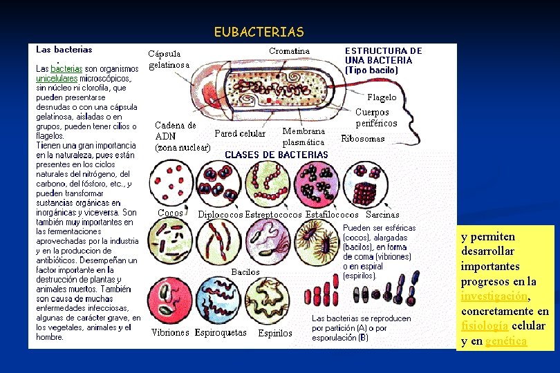 EUBACTERIAS y permiten desarrollar importantes progresos en la investigación, concretamente en fisiología celular y