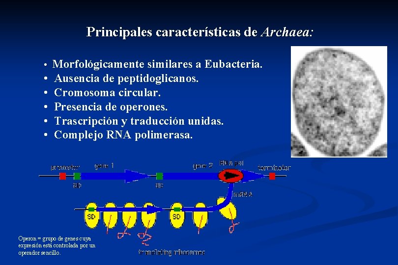 Principales características de Archaea: • Morfológicamente similares a Eubacteria. • • • Ausencia de