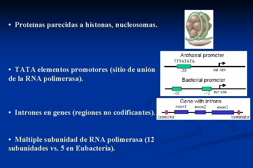  • Proteínas parecidas a histonas, nucleosomas. • TATA elementos promotores (sitio de unión