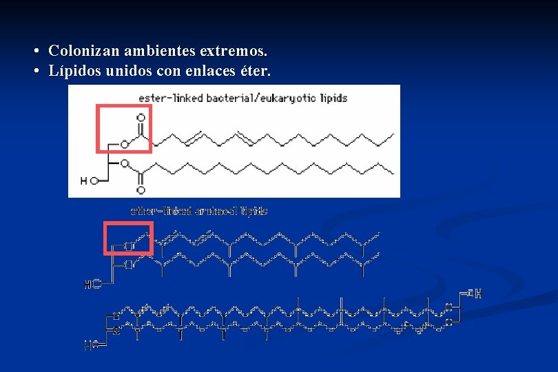  • Colonizan ambientes extremos. • Lípidos unidos con enlaces éter. 