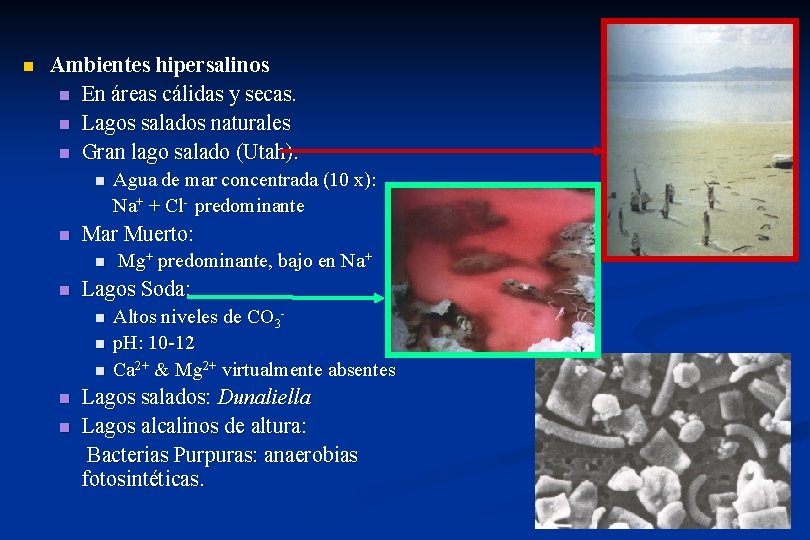 n Ambientes hipersalinos n En áreas cálidas y secas. n Lagos salados naturales n