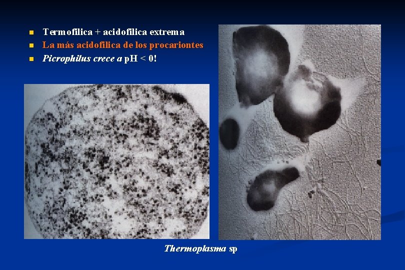 n n n Termofilica + acidofilica extrema La más acidofilica de los procariontes Picrophilus