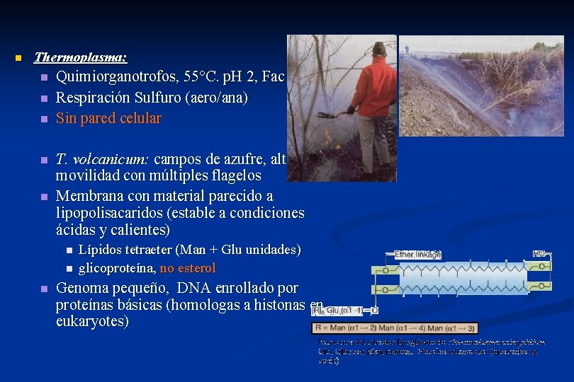 n Thermoplasma: n n n Quimiorganotrofos, 55°C. p. H 2, Fac O 2 Respiración