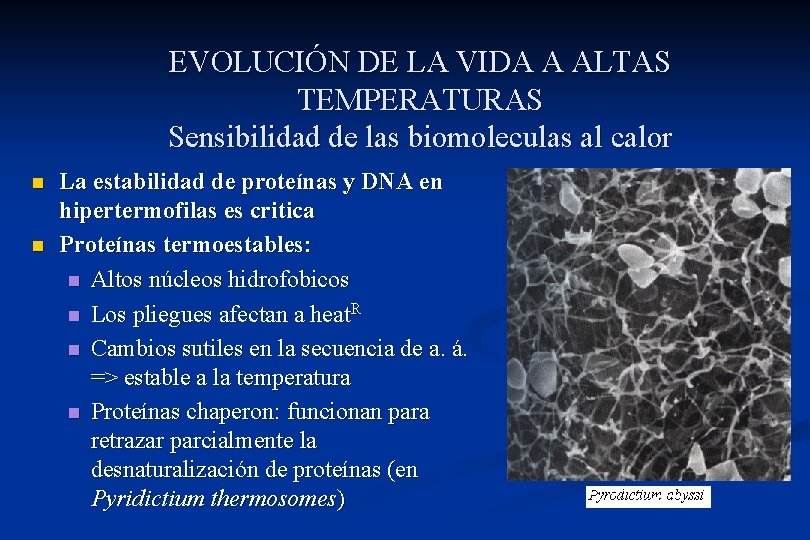 EVOLUCIÓN DE LA VIDA A ALTAS TEMPERATURAS Sensibilidad de las biomoleculas al calor n