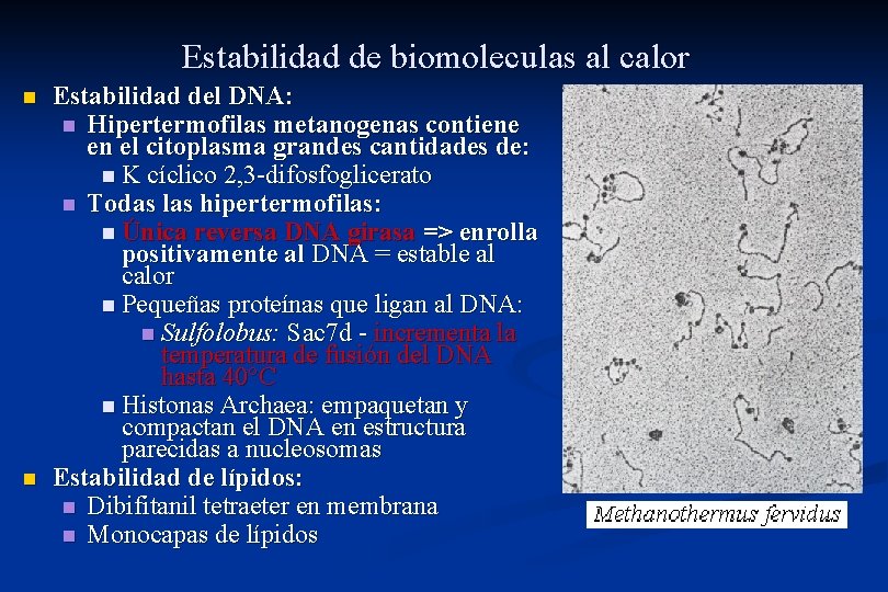 Estabilidad de biomoleculas al calor n n Estabilidad del DNA: n Hipertermofilas metanogenas contiene