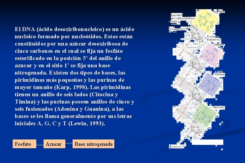 El DNA (ácido desoxiribonucleico) es un ácido nucleico formado por nucleótidos. Estos están constituidos