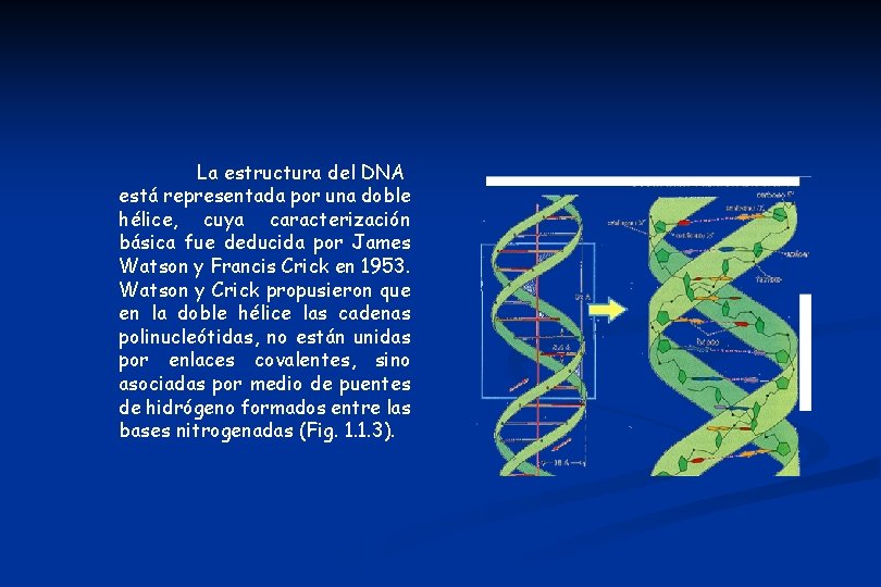 La estructura del DNA está representada por una doble hélice, cuya caracterización básica fue