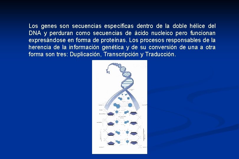 Los genes son secuencias específicas dentro de la doble hélice del DNA y perduran