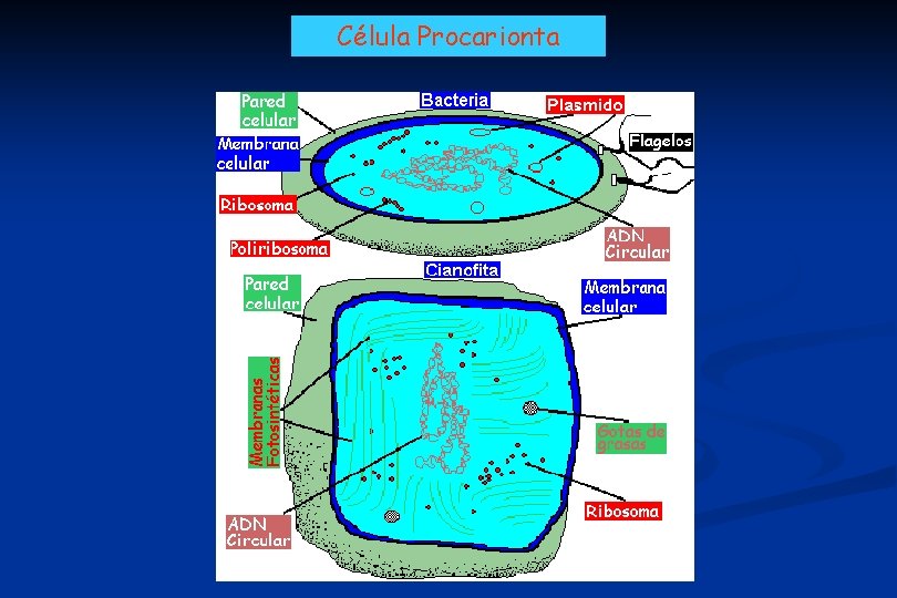 Célula Procarionta 