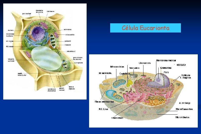 Célula Eucarionta 
