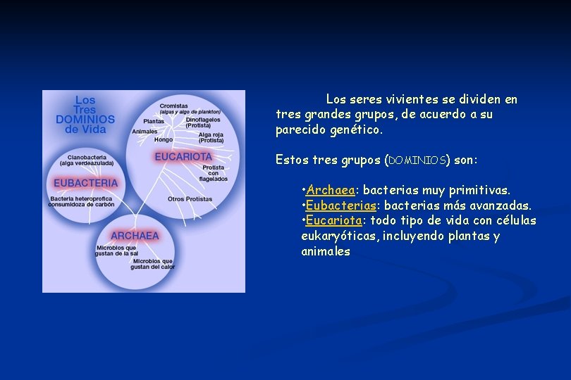 Los seres vivientes se dividen en tres grandes grupos, de acuerdo a su parecido