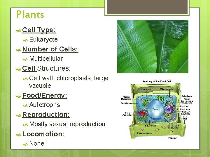 Plants Cell Type: Eukaryote Number of Cells: Multicellular Cell Structures: Cell wall, chloroplasts, large