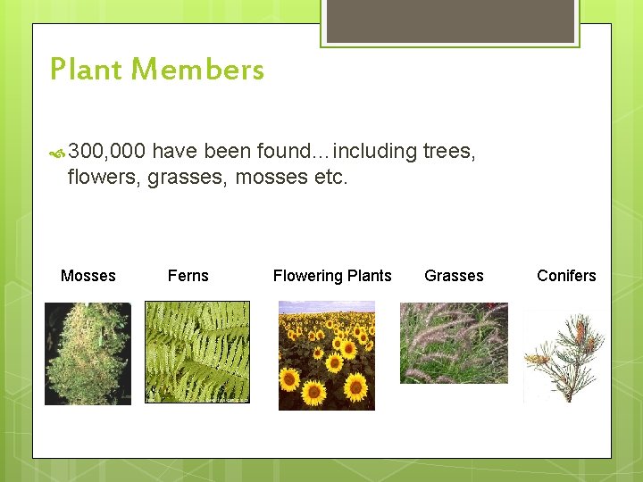 Plant Members 300, 000 have been found…including trees, flowers, grasses, mosses etc. Mosses Ferns