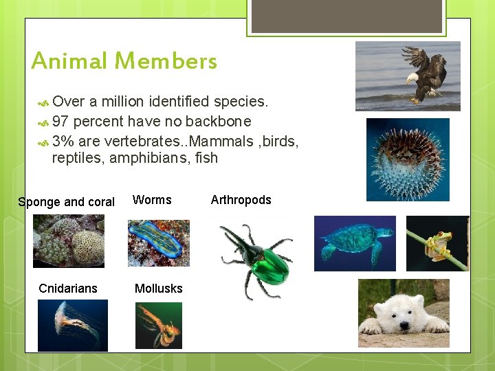 Animal Members Over a million identified species. 97 percent have no backbone 3% are
