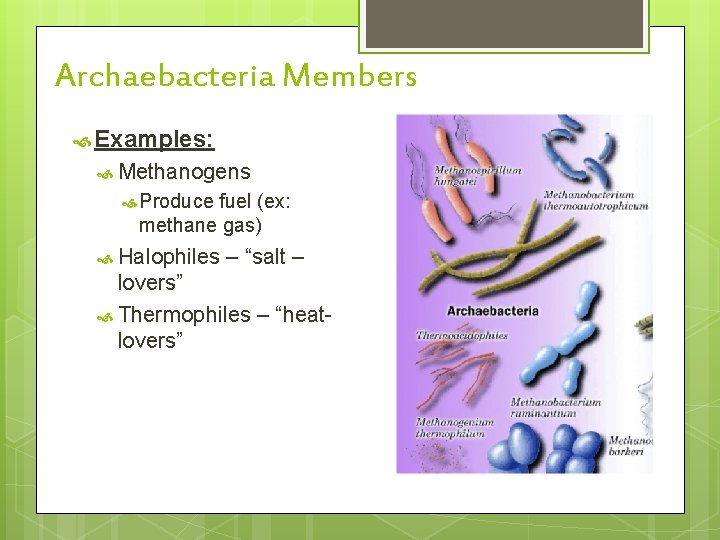 Archaebacteria Members Examples: Methanogens Produce fuel (ex: methane gas) Halophiles – “salt – lovers”