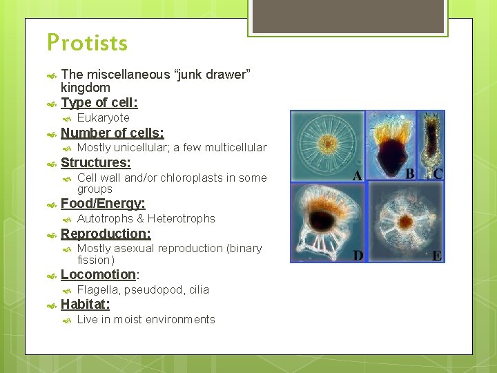 Protists The miscellaneous “junk drawer” kingdom Type of cell: Number of cells: Mostly asexual