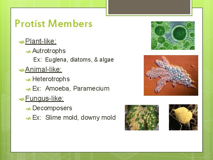 Protist Members Plant-like: Autrotrophs Ex: Euglena, diatoms, & algae Animal-like: Heterotrophs Ex: Amoeba, Paramecium