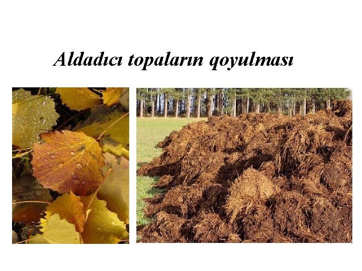 Aldadıcı topaların qoyulması 