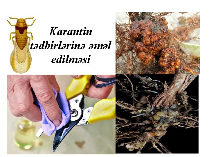 Karantin tədbirlərinə əməl edilməsi 