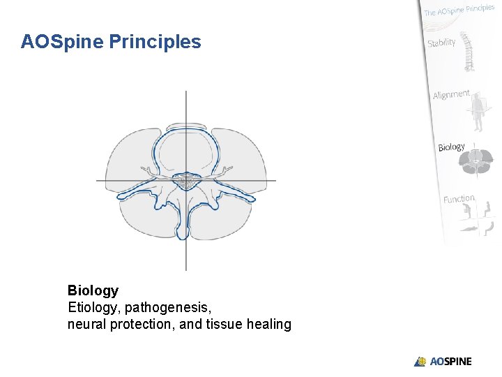AOSpine Principles Biology Etiology, pathogenesis, neural protection, and tissue healing 