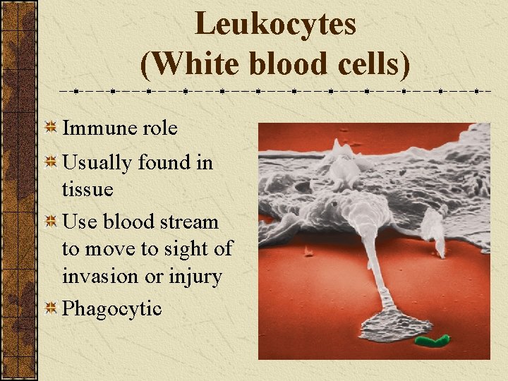 Leukocytes (White blood cells) Immune role Usually found in tissue Use blood stream to