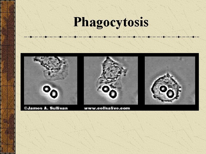 Phagocytosis 