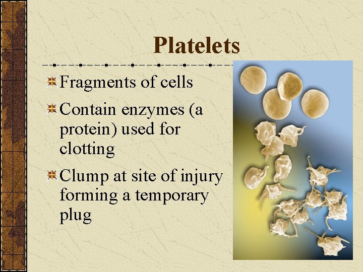 Platelets Fragments of cells Contain enzymes (a protein) used for clotting Clump at site