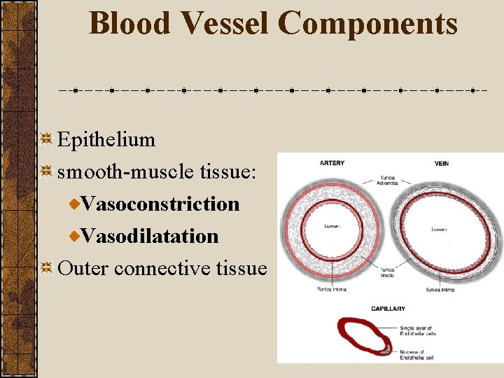 Blood Vessel Components Epithelium smooth-muscle tissue: Vasoconstriction Vasodilatation Outer connective tissue 