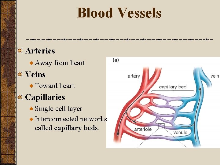Blood Vessels Arteries Away from heart Veins Toward heart. Capillaries Single cell layer Interconnected