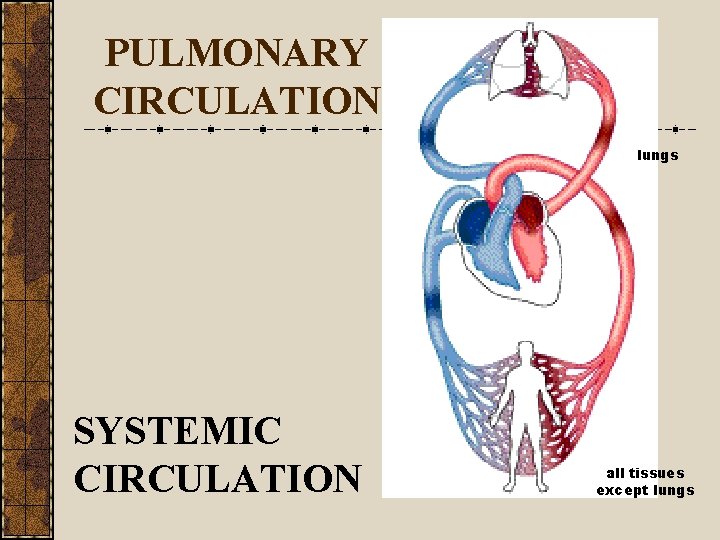 PULMONARY CIRCULATION lungs SYSTEMIC CIRCULATION all tissues except lungs 