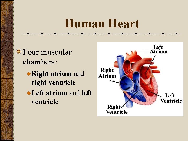 Human Heart Four muscular chambers: Right atrium and right ventricle Left atrium and left