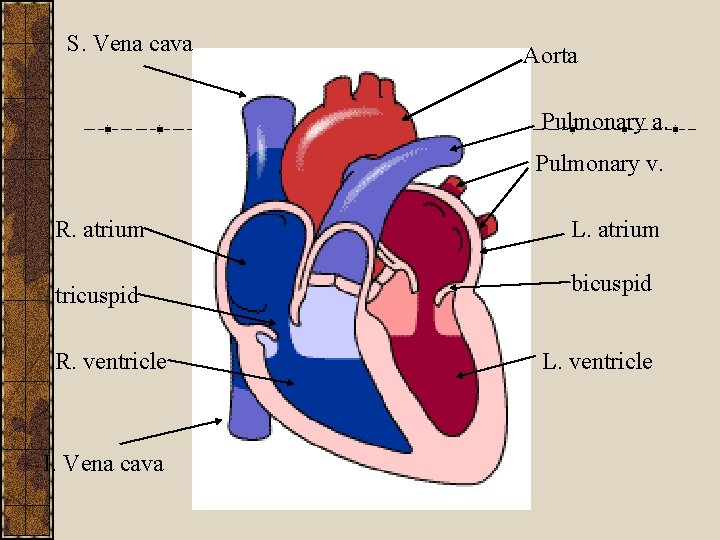 S. Vena cava Aorta Pulmonary a. Pulmonary v. R. atrium L. atrium tricuspid bicuspid