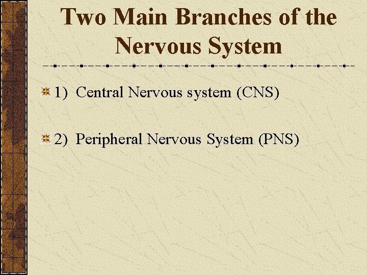 Two Main Branches of the Nervous System 1) Central Nervous system (CNS) 2) Peripheral