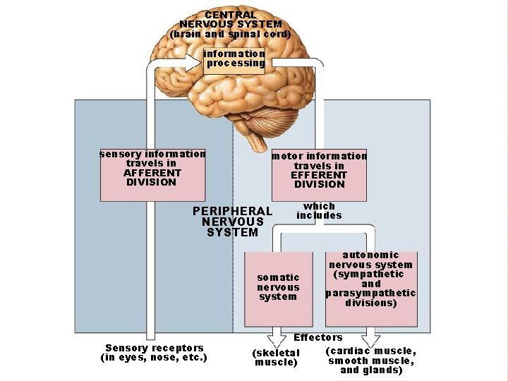 CENTRAL NERVOUS SYSTEM (brain and spinal cord) information processing sensory information travels in AFFERENT