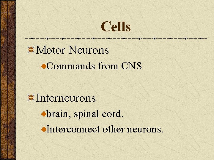 Cells Motor Neurons Commands from CNS Interneurons brain, spinal cord. Interconnect other neurons. 