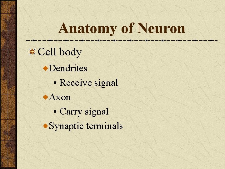 Anatomy of Neuron Cell body Dendrites • Receive signal Axon • Carry signal Synaptic