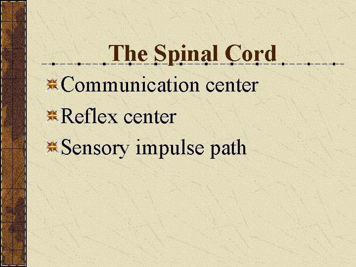 The Spinal Cord Communication center Reflex center Sensory impulse path 