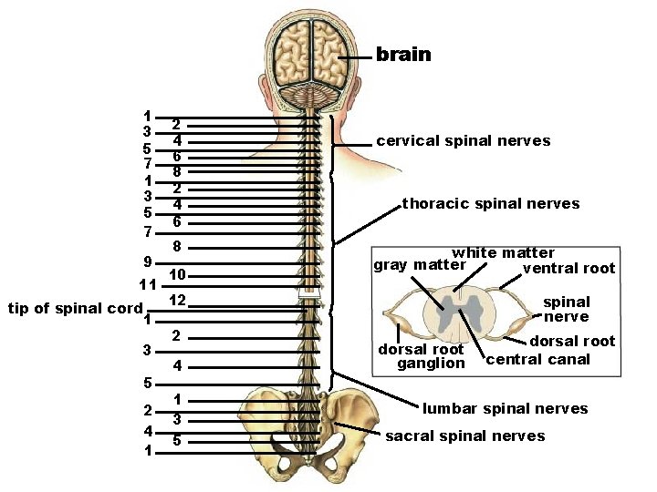 brain 1 3 5 7 9 11 tip of spinal cord 1 3 5