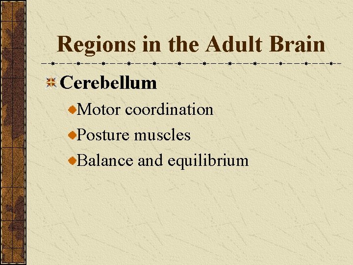 Regions in the Adult Brain Cerebellum Motor coordination Posture muscles Balance and equilibrium 
