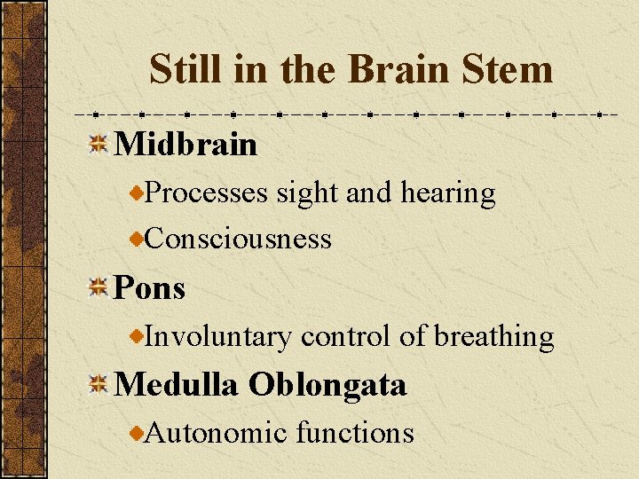 Still in the Brain Stem Midbrain Processes sight and hearing Consciousness Pons Involuntary control