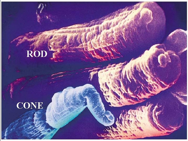 ROD CONE 