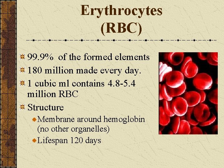 Erythrocytes (RBC) 99. 9% of the formed elements 180 million made every day. 1