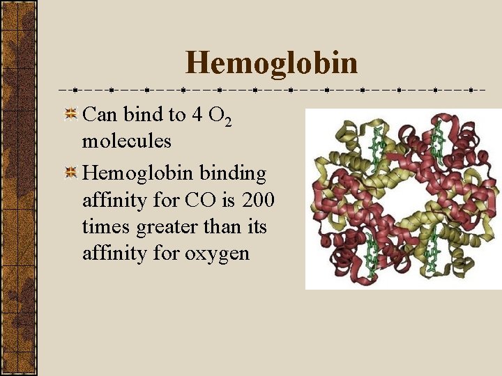 Hemoglobin Can bind to 4 O 2 molecules Hemoglobin binding affinity for CO is