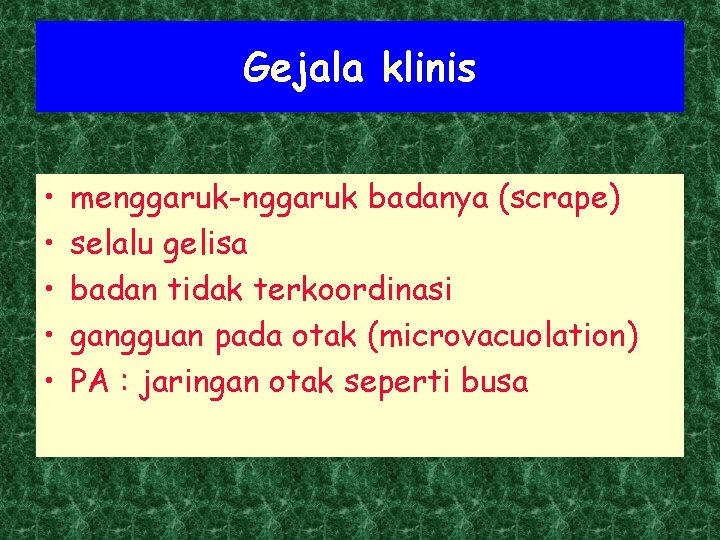 Gejala klinis • • • menggaruk-nggaruk badanya (scrape) selalu gelisa badan tidak terkoordinasi gangguan