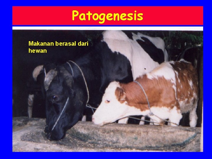 Patogenesis Makanan berasal dari hewan 