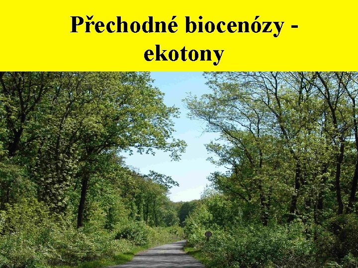 Přechodné biocenózy ekotony 