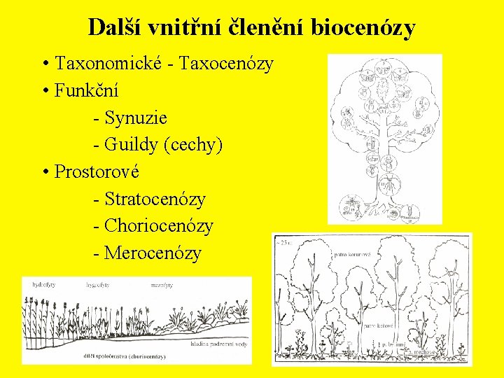 Další vnitřní členění biocenózy • Taxonomické - Taxocenózy • Funkční - Synuzie - Guildy