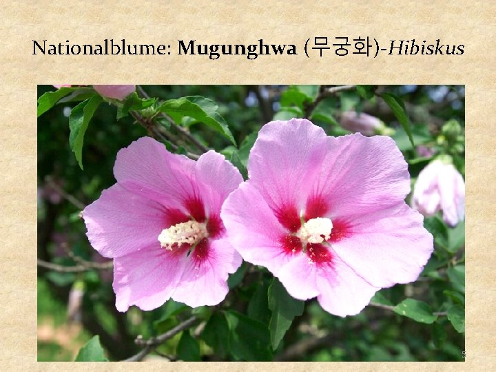 Nationalblume: Mugunghwa (무궁화)-Hibiskus 5 