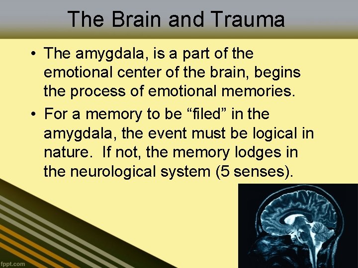 The Brain and Trauma • The amygdala, is a part of the emotional center