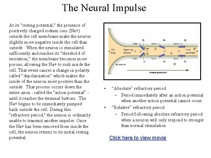 The Neural Impulse At its "resting potential, " the presence of positively charged sodium